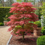 Green boutiQ - Tuinplant - Acer palmatum Seiryu - Groen 1 Plant - Bladverliezend - Weinig Onderhoud- Pot 12cm Hoogte 35cm