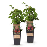 Green boutiQ - Fruitplant - Rubus phoenicolasius - Japanse wijnbes - Winterhard - Fel Rode Framboos - 2 Planten - Pot 15cm - Hoogte 50cm
