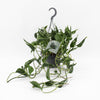Epipremnum Pinnatum Aureum Shangri-La - Ø14cm - ↕45cm