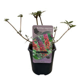 Green boutiQ - Vlinderstruik - Buddleja davidii Flower Power - Bloem Oranje Paars - 1 Plant - Bladverliezend - Vlinderlokkend -Pot 17cm Hoogte 30cm