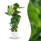 Green boutiQ - Kamerplant - Gatenplant - Monstera Deliciosa mosstok - Groen - Weinig onderhoud - 1 Plant - met Potter Wit - Pot 19cm - Hoogte 90cm