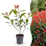 Green boutiQ - 40x Photinia fraseri Carre Rouge - Glansmispel - Haagplanten - Groenblijvend - Rood - Pot 9cm - Hoogte 25-35cm