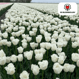 Tulpenbollen Honeymoon — witte kartelrandtulp, 20 stuks (maat 11/12)