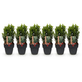 Green boutiQ - Haagplanten - Euonymus japonica Green Spire -blad groen - 6 planten - 1 strekkende meter - groenblijvend - pot 17cm hoogte 40cm