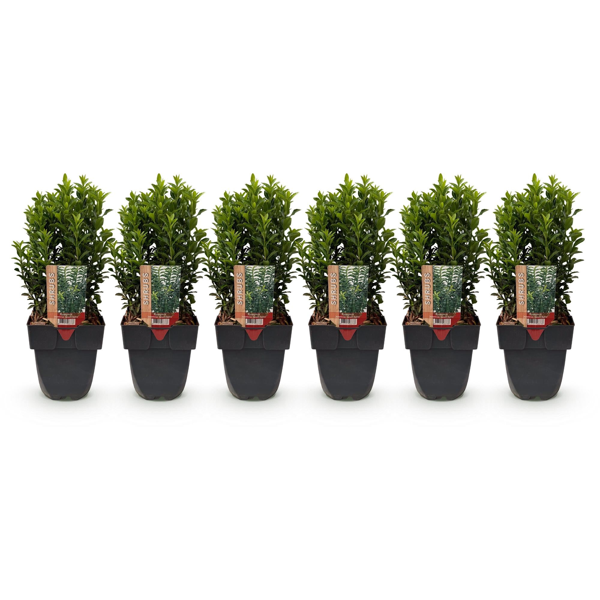 Green boutiQ - Haagplanten - Euonymus japonica Green Spire -blad groen - 6 planten - 1 strekkende meter - groenblijvend - pot 17cm hoogte 40cm