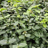48x Euonymus fortunei radicans - ↕10-25cm - Ø9cm