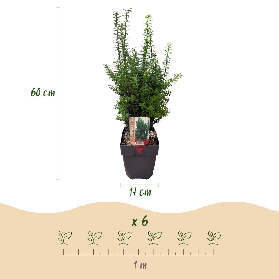 Taxus media Hilii — Venijnboomhaag, 6 planten (1 strekkende meter), 60 cm