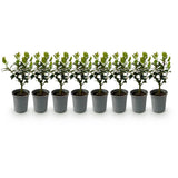 Green boutiQ - Haagplanten - Ilex Blue maid- blad groen - 8 planten - 1 strekkende meter - groenblijvend - pot 9cm hoogte 25-30cm