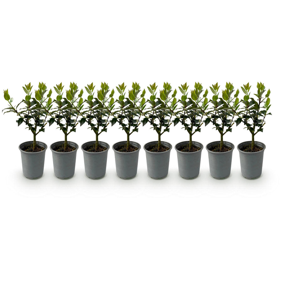 Ilex Blue maid — Hulsthaag, 8 planten (1 strekkende meter), 25-30 cm