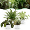 Green boutiQ - Kamerplant - Chlorophytum - Maranta - Calissia - Nephrolepsis - Mix van 4 - Huisdiervriendelijke Planten - Groen - 4 Planten - met Potter Wit - Pot 12cm - Hoogte 25cm