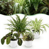 Green boutiQ - Kamerplant - Chlorophytum - Maranta - Calissia - Nephrolepsis - Mix van 4 - Huisdiervriendelijke Planten - Groen - 4 Planten - met Potter Wit - Pot 12cm - Hoogte 25cm