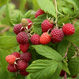 Green boutiQ - Fruitplant - Framboos - Rubus idaeus Autumn Bliss- Rode Framboos - 2 planten -Pot 11cm Hoogte 40cm