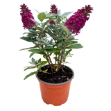 Green boutiQ - Tuinplant - Buddleja davidii Butterfly Candy Little Ruby - Vlinderstruik - Compact - Rood - 1 Plant - Pot 12cm - Hoogte 20-25cm