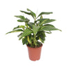 Alpinia Zerumbet Variegata - Ø27cm - ↕80cm