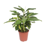 Alpinia Zerumbet Variegata - Ø27cm - ↕80cm