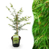 Green boutiQ - Terrasplant - Japanse Esdoorn - Acer palmatum Emerald Lace - Groen - 1 Plant - Bladverliezend - Pot 19cm Hoogte 70cm