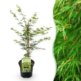 Green boutiQ - Terrasplant - Japanse Esdoorn - Acer palmatum Emerald Lace - Groen - 1 Plant - Bladverliezend - Pot 19cm Hoogte 70cm