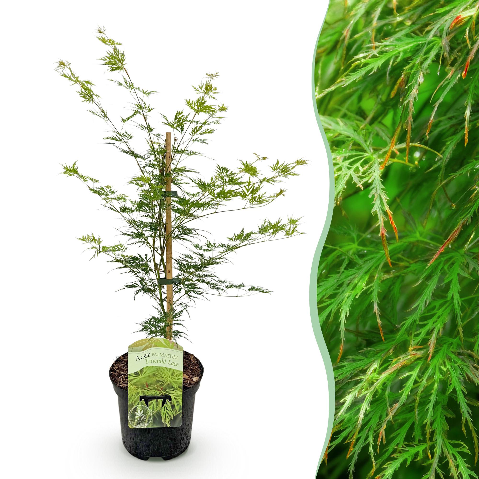 Green boutiQ - Terrasplant - Japanse Esdoorn - Acer palmatum Emerald Lace - Groen - 1 Plant - Bladverliezend - Pot 19cm Hoogte 70cm