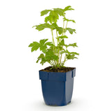 Green boutiQ - Vasteplant - Delphinium (P) Astolat - Ridderspoor - Bijen en Vlinderlokkers - Roze - 24 Planten - Pot 11cm - Hoogte 15-25cm