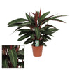 CalatheaStripestar Living - Ø17 ↕65