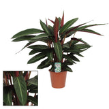 CalatheaStripestar Living - Ø17 ↕65