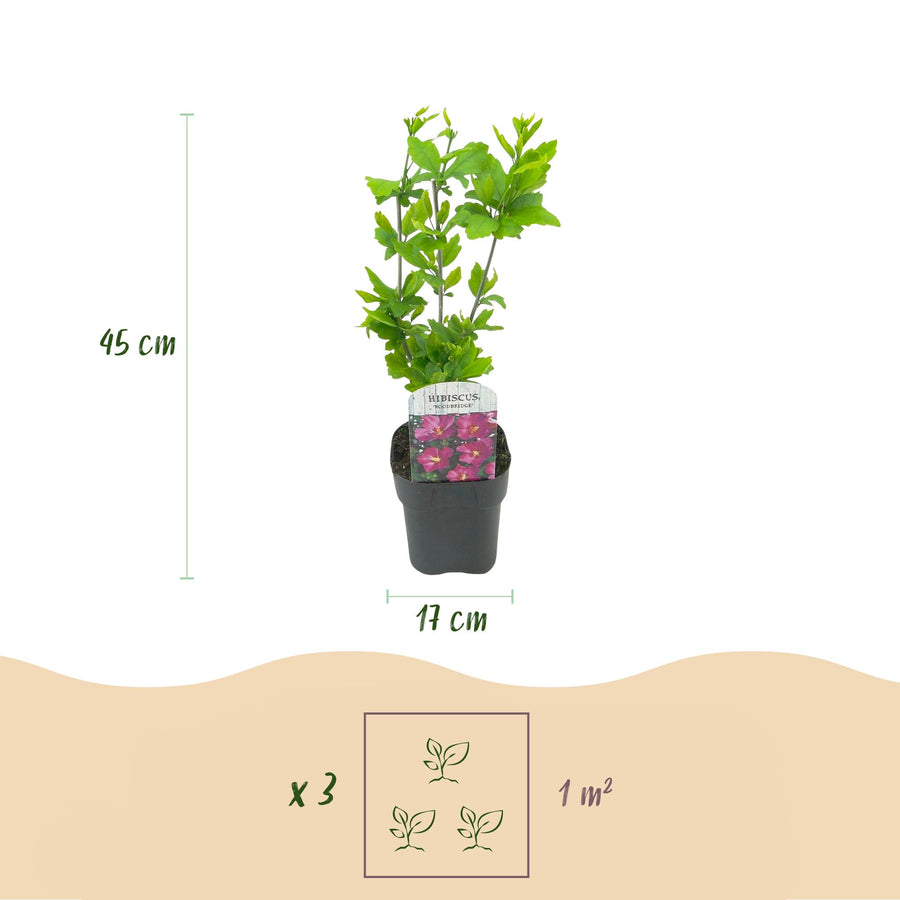Hibiscus syriacus Tricolour – 3 planten · 45 cm hoog (foto 3)
