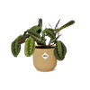 Maranta Leuconeura ‘Fascinator’ Tricolor in ELHO Vibes Fold 14cm geel