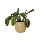 Maranta Leuconeura ‘Fascinator’ Tricolor in ELHO Vibes Fold 14cm geel