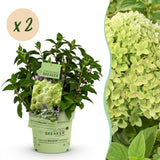 Green boutiQ - Tuinplant - Hydrangea panniculata Groundbreaker Greeny - Pluimhortensia - Winterhard - Creme - 2 Planten - Pot 14cm -Hoogte 20-25cm