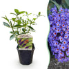 Green boutiQ - Tuinplant - Buddleja davidii Empire Blue - Vlinderstruik - Winterhard - Blauw - 1 Plant - Pot 17cm - Hoogte 45cm