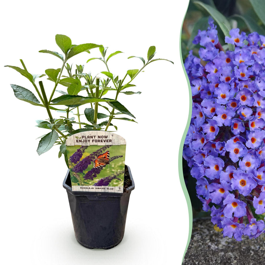 Buddleja davidii Empire Blue – 45 cm hoog