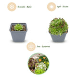 24x - Alpine mix - Ø7cm - ↕10-12cm