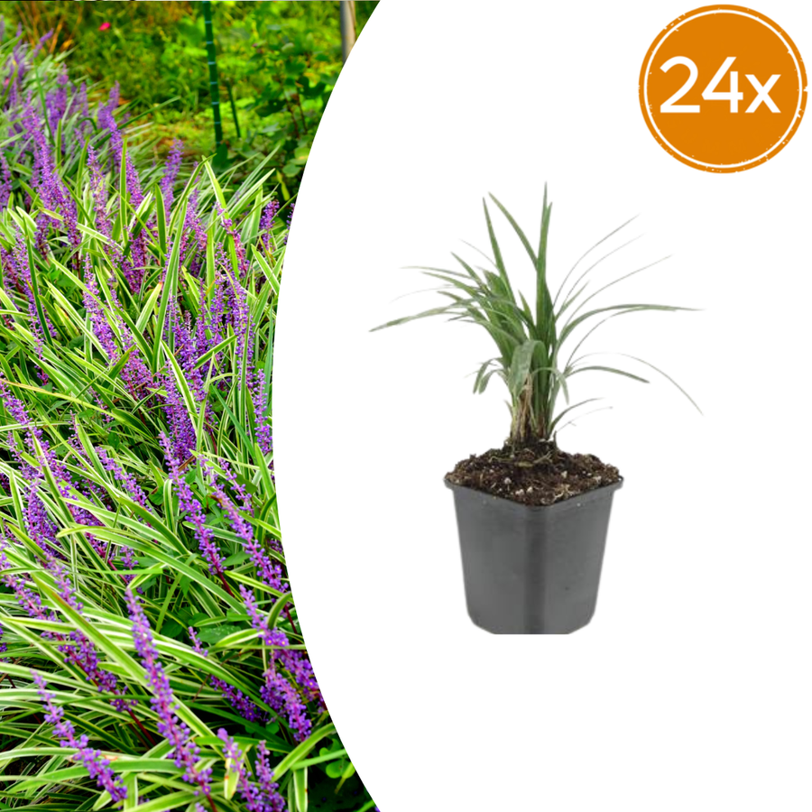 Liriope muscari 'Moneymaker' – 24 planten · pot Ø9 cm · 10-25 cm hoog