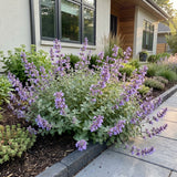 Green boutiQ - Vasteplant - Nepeta faassenii - Kattenkruid - Bijen- en vlinderlokkers - Paars - 12 Planten - Pot 11cm - Hoogte 15-25cm