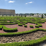 Green boutiQ - Buxus Haag - BetterBuxus Babylon Beauty - Resistant tegen de Buxus schimmel - 4 planten - 1 strekkende meter - pot 19cm hoogte 50-55