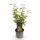 Green boutiQ - Tuinplant - Acer palmatum Phoenix - Roze - 1 Plant - Bladverliezend - Weinig Onderhoud - Pot 12cm Hoogte 35cm