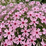 Green boutiQ - Vasteplant - Phlox Rosette - Vlambloem - Bodembedekkend - Roze - 6 Plant - Pot 11cm - Hoogte 15-25cm