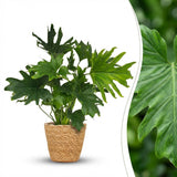 Green boutiQ - Kamerplant - Philodendron - Philodendron Lickety split - Groen - Weinig onderhoud - 1 Plant - met Mand - Pot 19cm - Hoogte 70cm