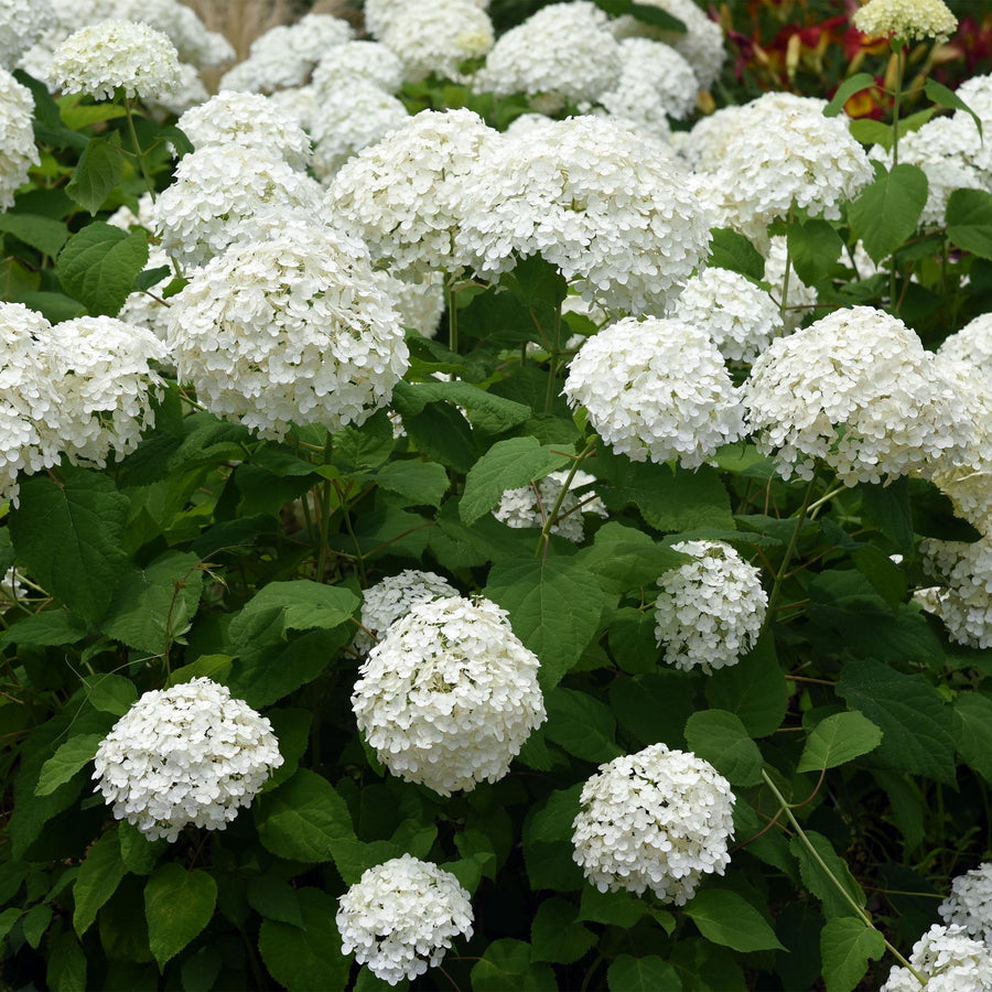 Hydrangea arborescens Annabelle – 50 cm hoog (foto 4)