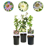 Green boutiQ - Passiebloem - Passiflora Tricolour- Bloem Roze Wit Paars - Weinig onderhoud - 3 planten - Pot 11cm Hoogte 40cm