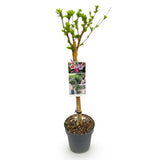 Green boutiQ - Plant op Stam - Hibiscus syriacus Tricolour- Terras Plant - Bladverliezend - Winterhard - Witte, Roze, Paarse Bloem - Pot 19cm Hoogte 90cm