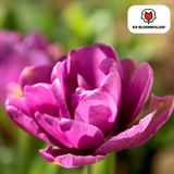 Tulpenbollen Double Flag — paarse dubbelbloemige tulp, 20 stuks (maat 11/12)