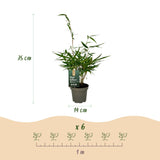 Green boutiQ - Bamboe - Fargesia robusta Pingwu - Bladhoudend - Niet Woekerend - Groen - 18 Planten - Pot 14cm - Hoogte 35cm