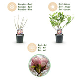 Green boutiQ - Heesters -Magnolia Soulangiana- Bloemen Licht Roze - 1 Plant - Bladverliezend - Weinig Onderhoud - Pot 17cm Hoogte 45cm