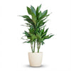DracaenaJanet Lindt met Potter wit - 95cm - Ø21