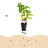 Green boutiQ - Fruitplant - Framboos - Rubus idaeus Fallgold- Gele Framboos - 2 planten -Pot 11cm Hoogte 40cm