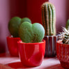 Plant set van 3 met mini pot - Love - Hoya Kerrii - roze/rood - Ø 6 cm