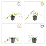 12x Vinca minor 'Blue and Gold' - ↕10-25cm - Ø9cm