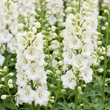 Green boutiQ - Vasteplant - Delphinium (P) Galahad - Ridderspoor - Bijen en Vlinderlokkers - Wit - 3 Planten - Pot 11cm - Hoogte 15-25cm