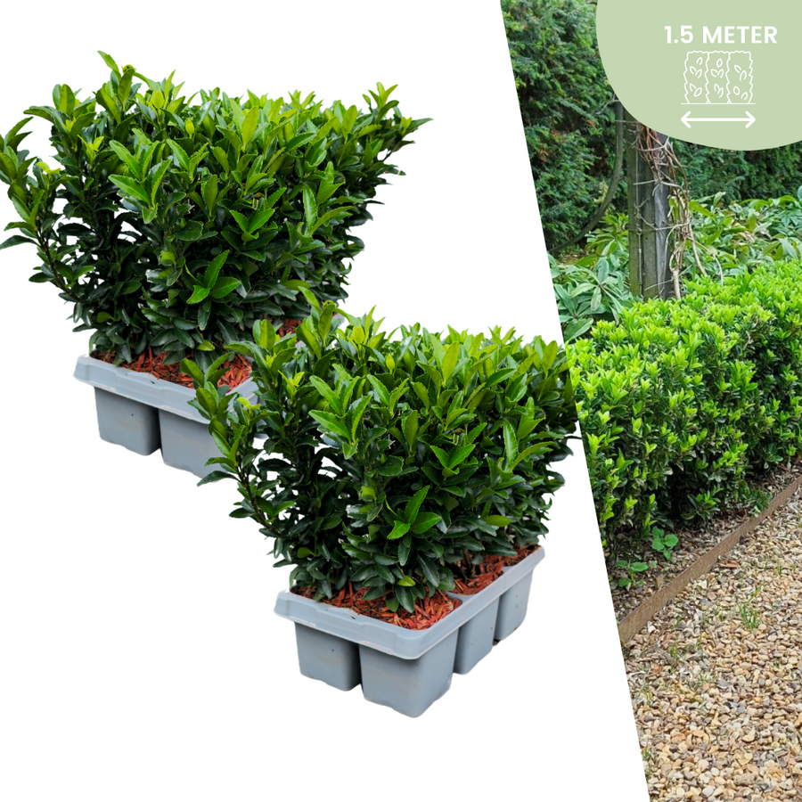 Euonymus 'Green Spire' — Kardinaalsmutshaag, 72 stuks, 15 cm